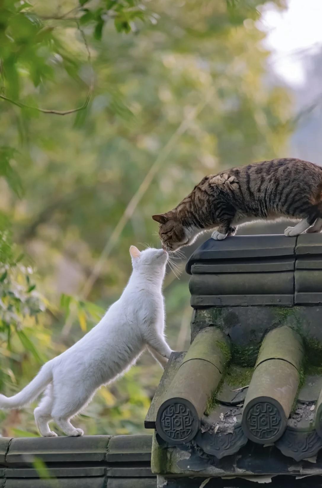 治愈系壁纸｜132张可爱小猫咪的样子