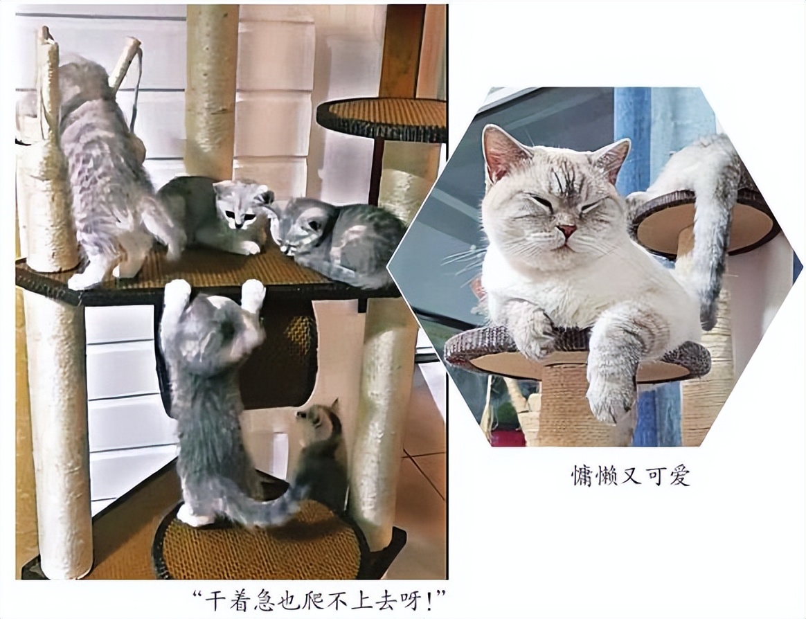 “喵生巅峰”!“一家人”就要整整齐齐的