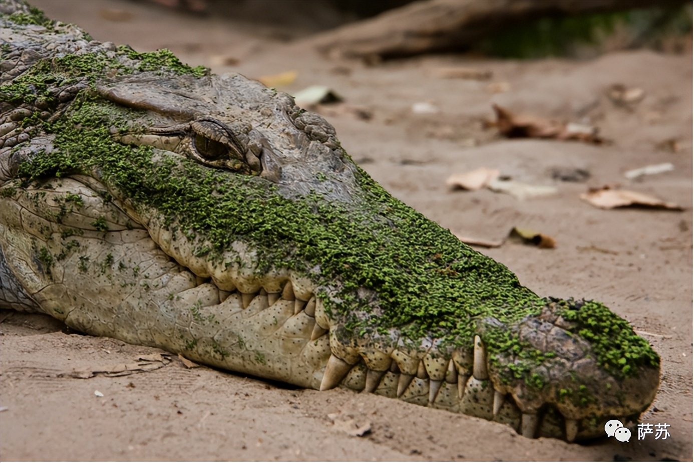 韩愈是怎么赶走鳄鱼的,韩愈写给鳄鱼的话