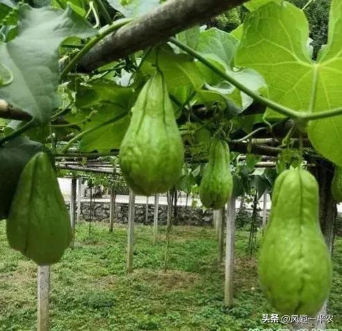 种植佛手瓜上顶可以盖遮光网吗,佛手瓜种植是种子好还是整瓜好