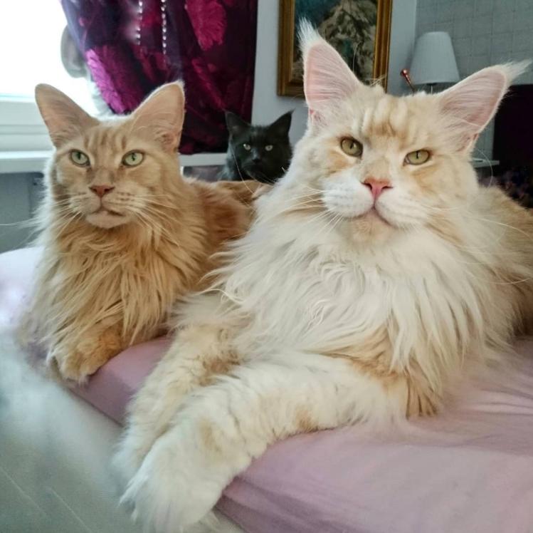 六个月的猫便秘怎么刺激猫排便,猫多久拉稀