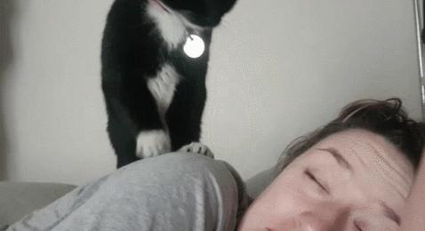 猫咪夜晚总是进进出出卧室，该怎么办？