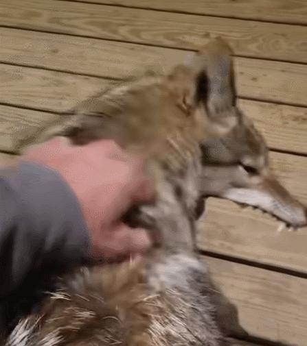 笑死！狗子天天往家里带狼，大叔从害怕到麻木，到最后来者是客