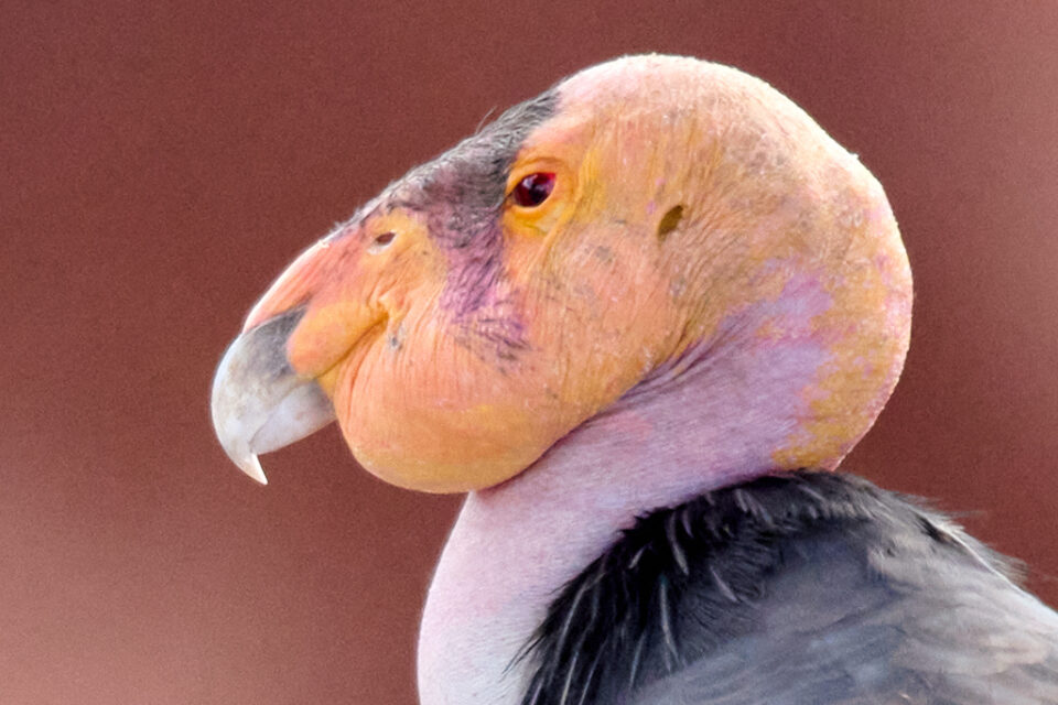 尼康Z800mmf/6.3VRS镜头深度评测