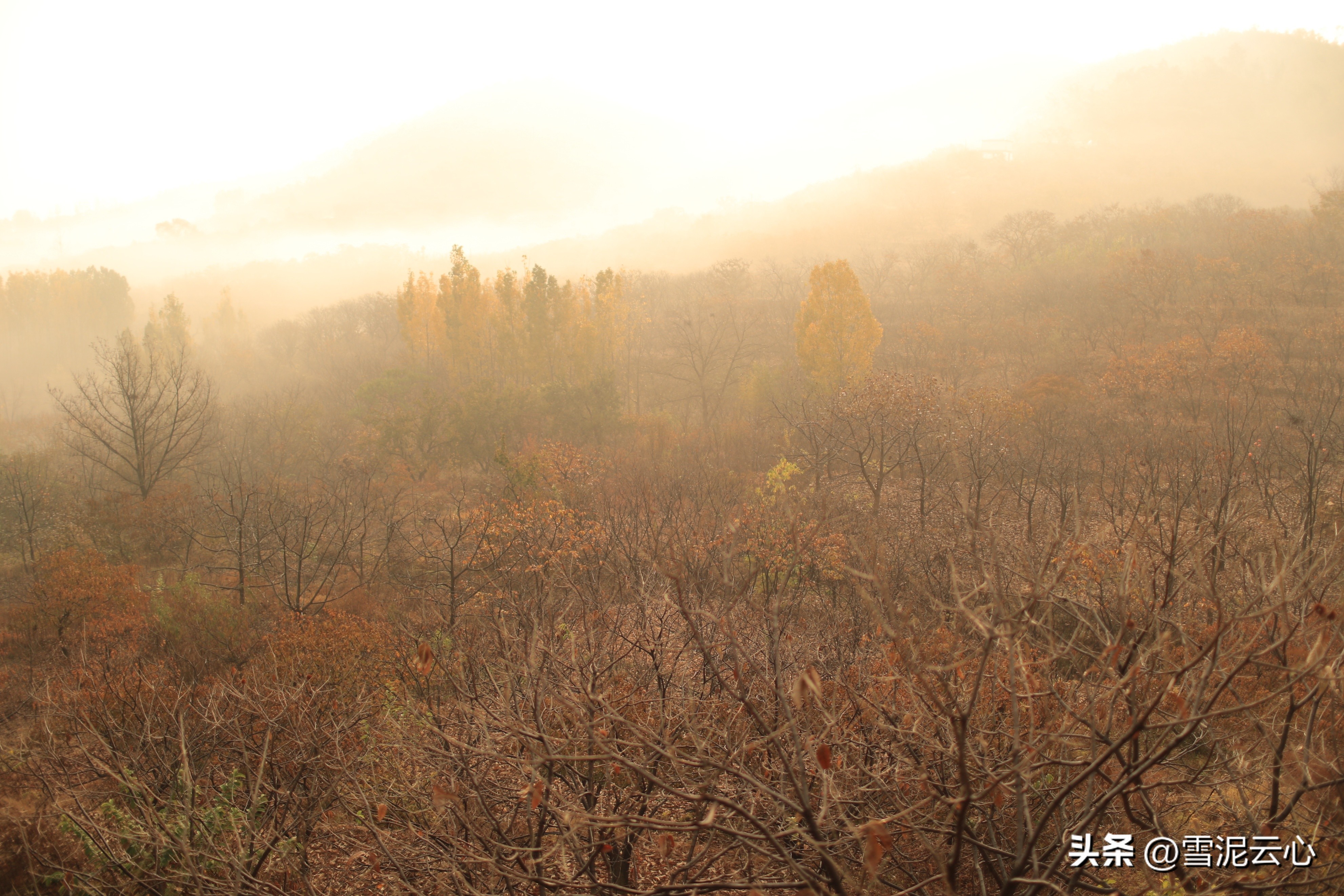 初冬山林的红叶,初冬雨天山林视频