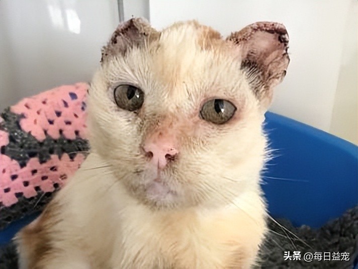 带猫出去晒太阳它为什么发抖,中午带上猫玩耍