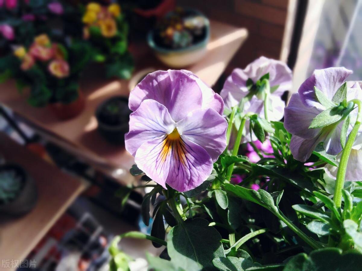 窗台养的小花,窗台上好养活的花