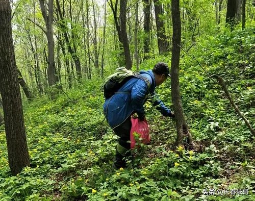 东北野生山野菜品种大全,东北长白山特产山蕨菜