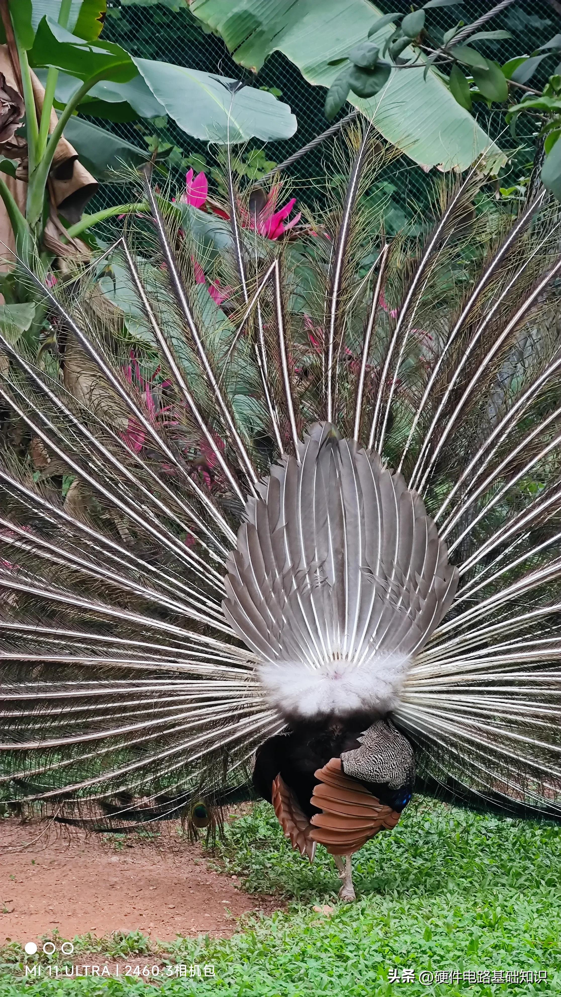 五一广州动物园人挤人的一天,广州动物园有序开放