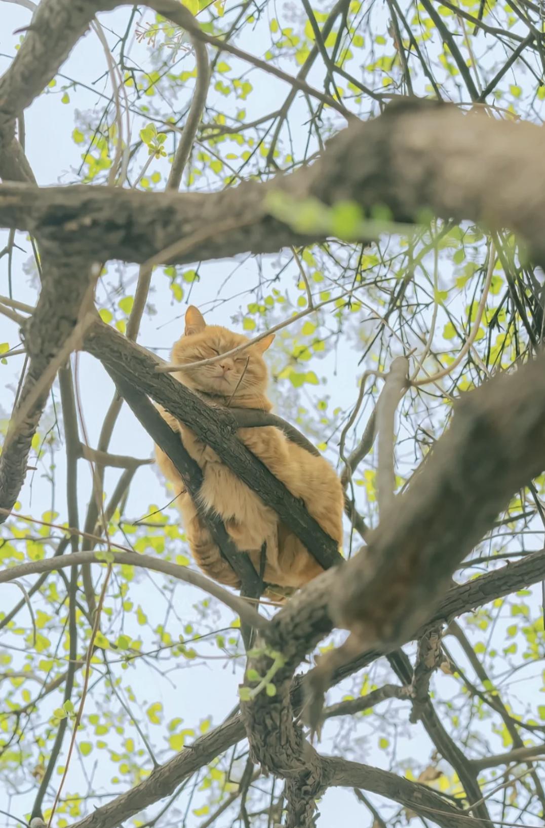 治愈系壁纸｜132张可爱小猫咪的样子