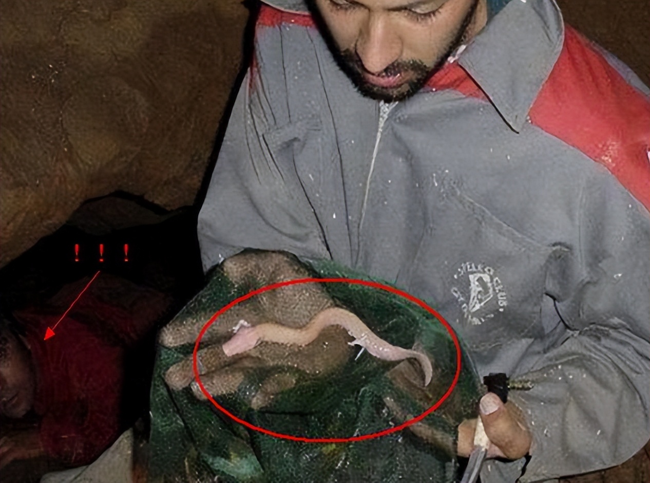 蛟龙真的存在吗,真的有蛟龙这种生物吗