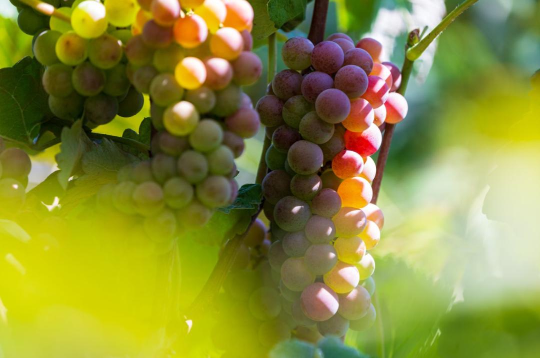 秒杀“水果刺客”！这篇《集安初秋水果指南》快收藏