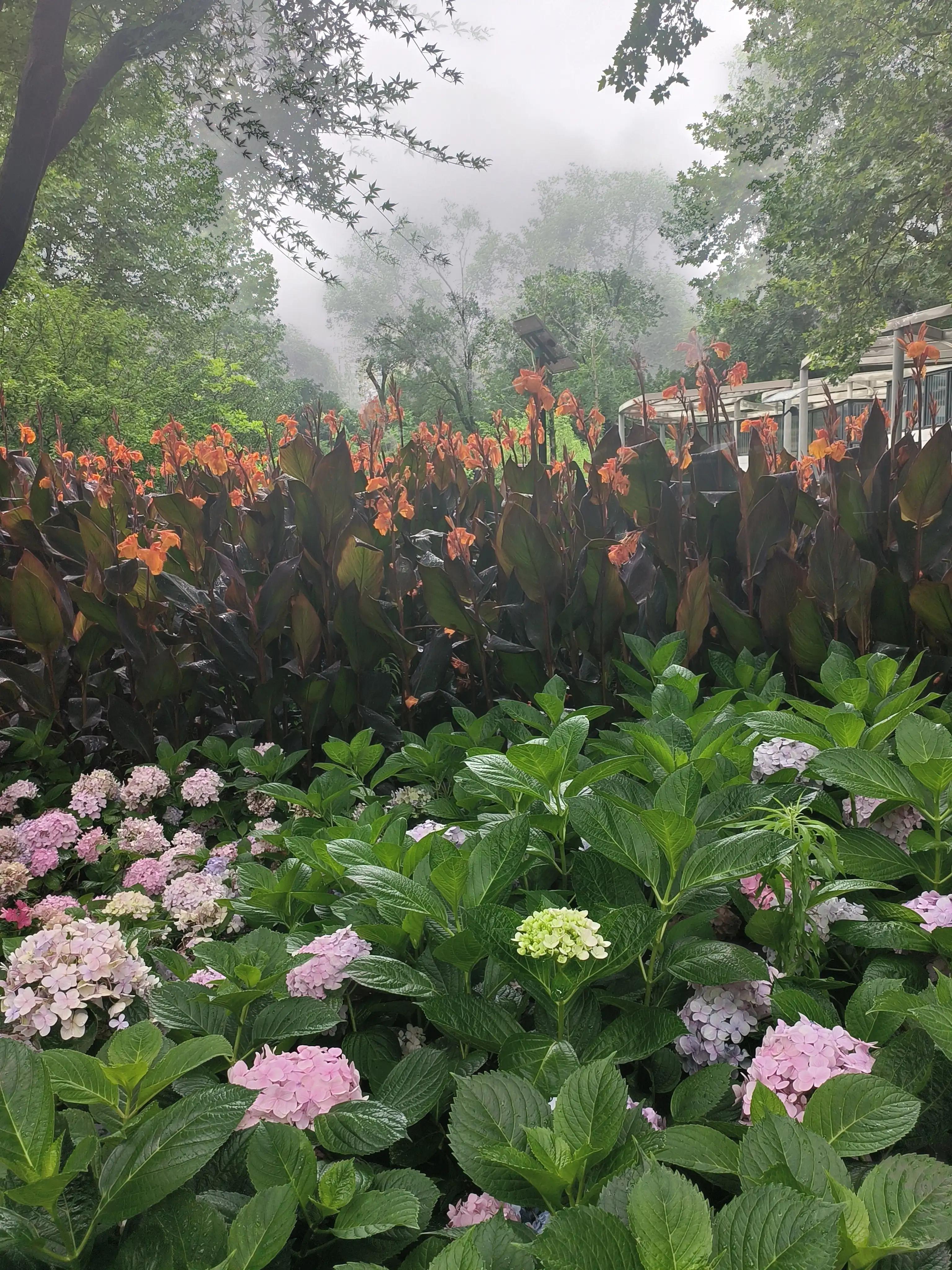 七夕花花合集,粉色花花合集