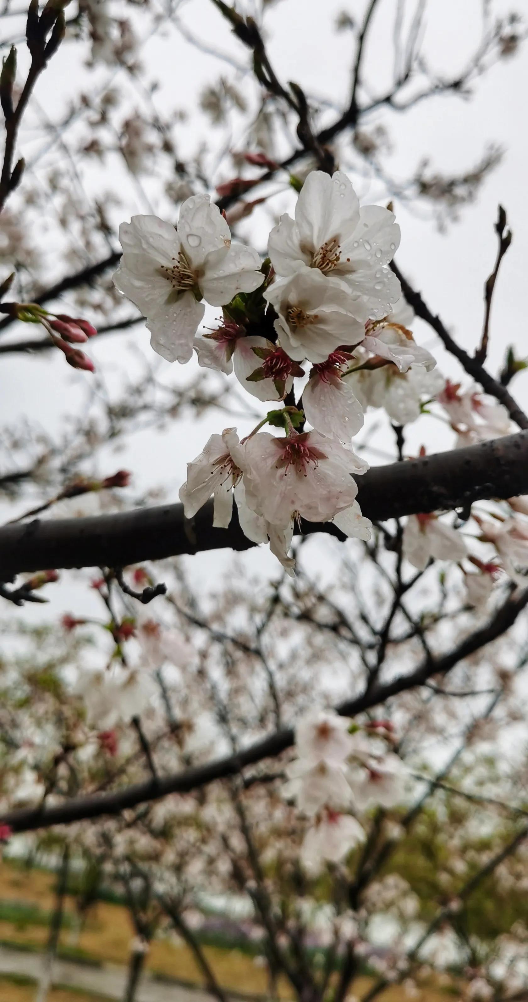 湖北宜昌花海赏花,枝江同心花海四月有什么花