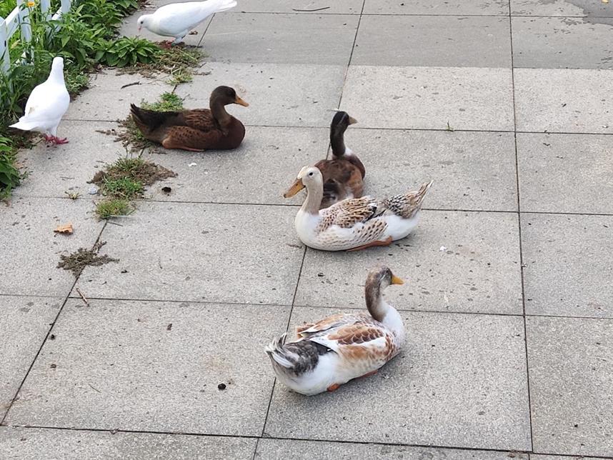 美丽校园行-2|历史生眼中的天津师范大学主校区