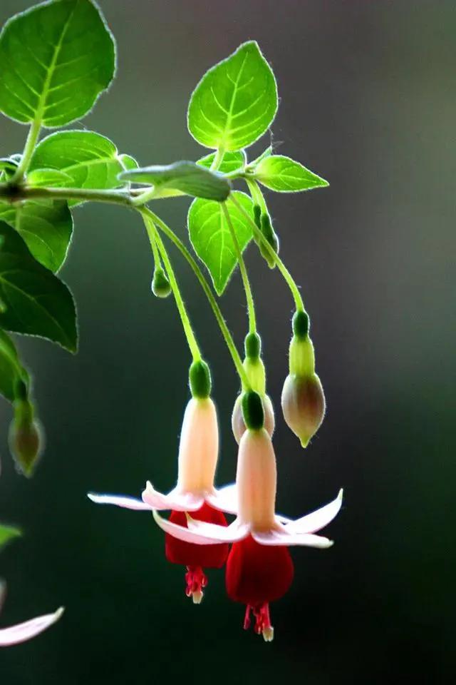 花朵壁纸横版,花朵招财壁纸