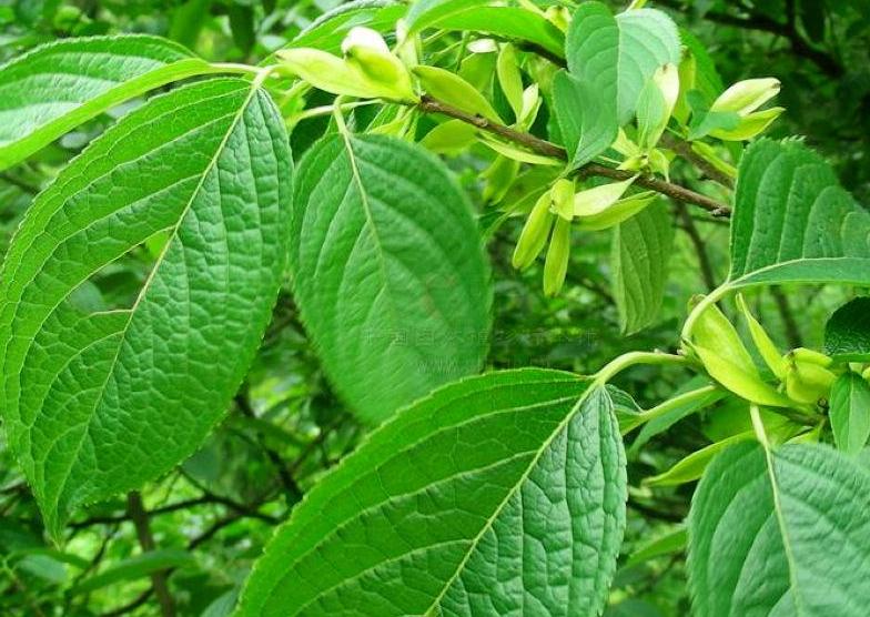 广东老板白手起家全靠自己挣钱,广东老板出资2万种植年入50万