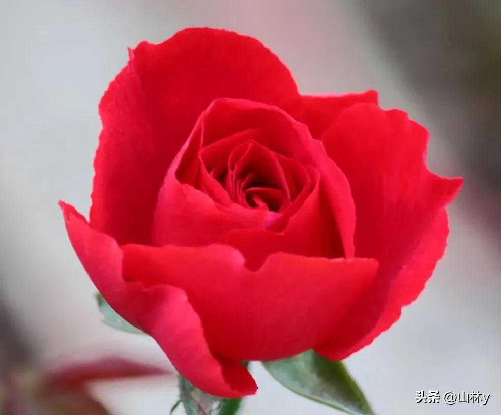 分享玫瑰花的图片,最美的玫瑰花送给最漂亮的你图片