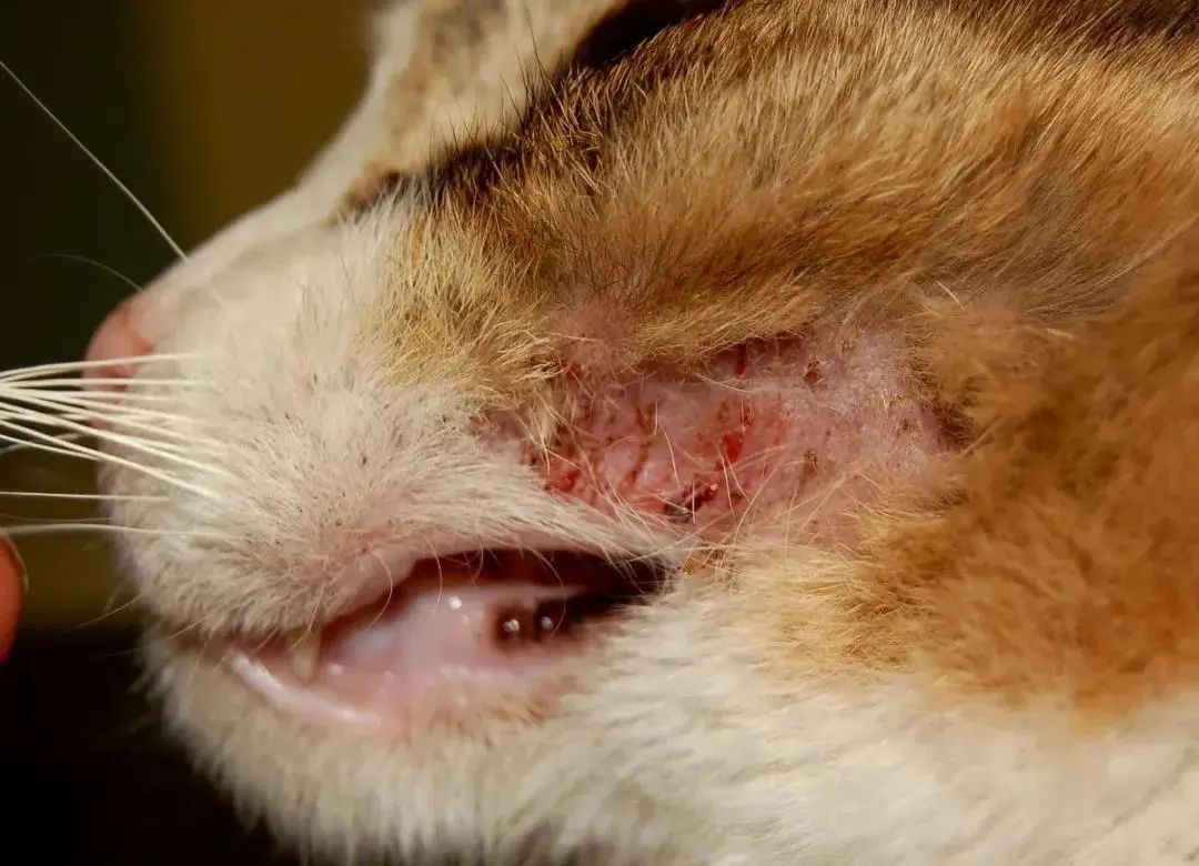 玫斯猫粮为什么是毒猫粮,玫斯全猫粮和幼猫粮