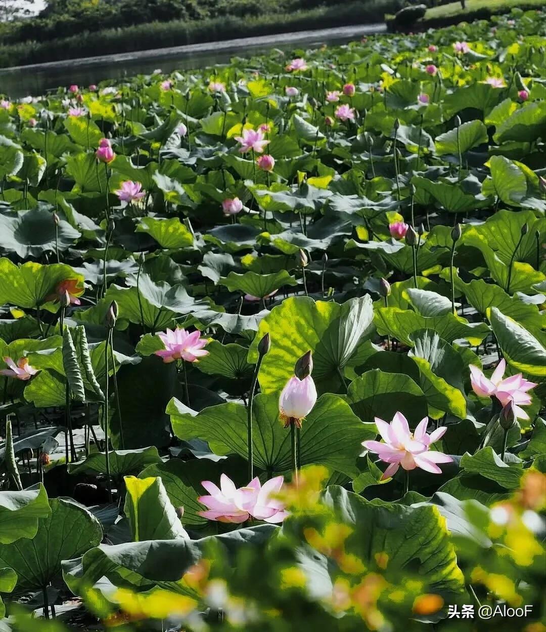 唯美的荷花壁纸,唯美荷花水墨画