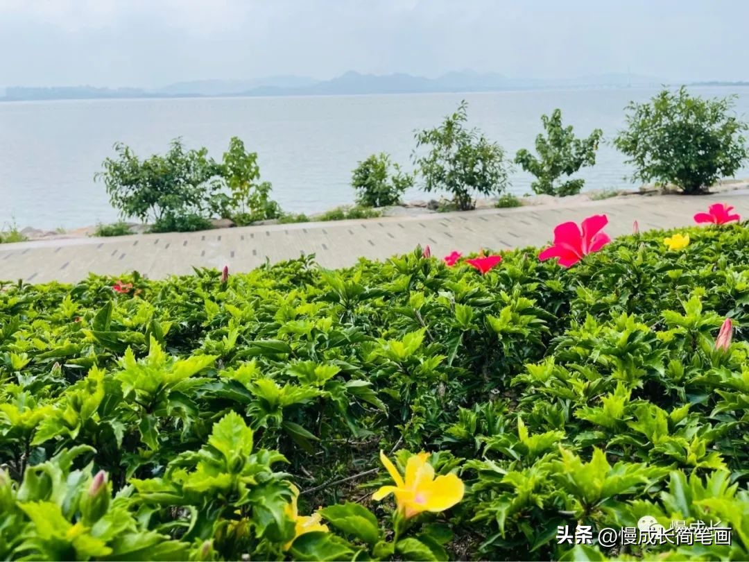 爸妈今天回家了原唱完整版,爸妈今天回老家了我的心情