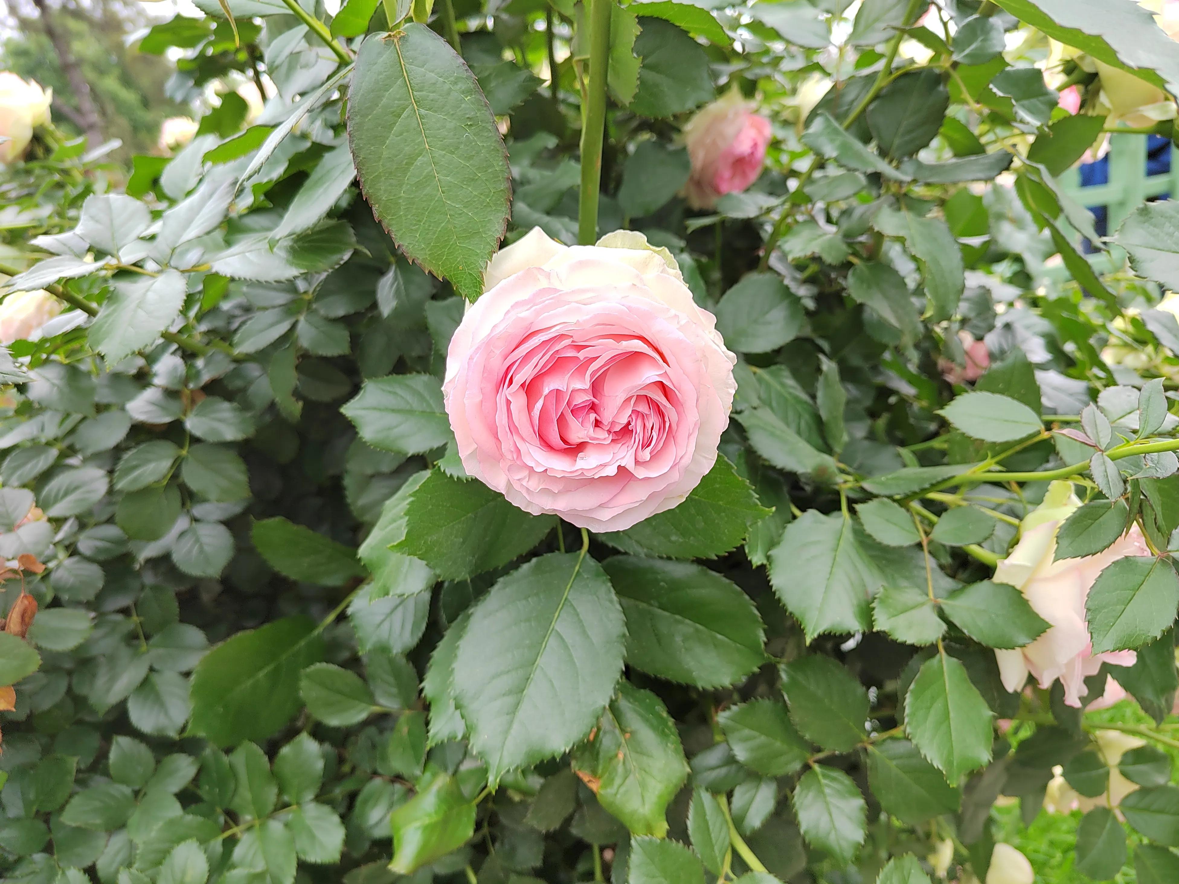 被评为中国传统十大名花,中国十大传统名花ppt