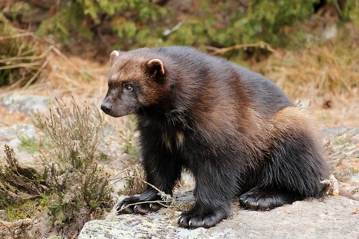 鼬科里平头哥是不是最厉害,鼬科最强猛兽