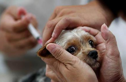 狗狗狂犬病症状是哪些表现,狗狗狂犬病症状发作过程