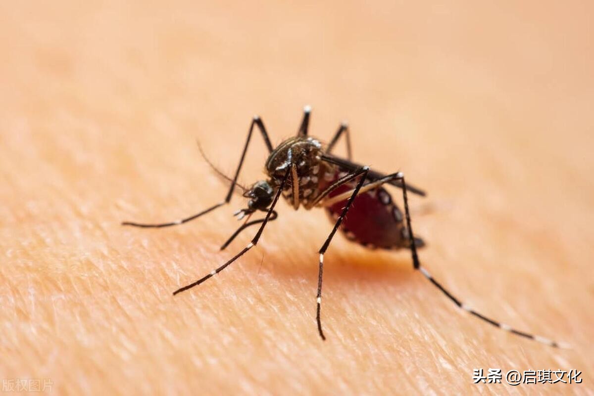 蚊子太多最有效的土方法,一招就能让家里的蚊子再也没有了