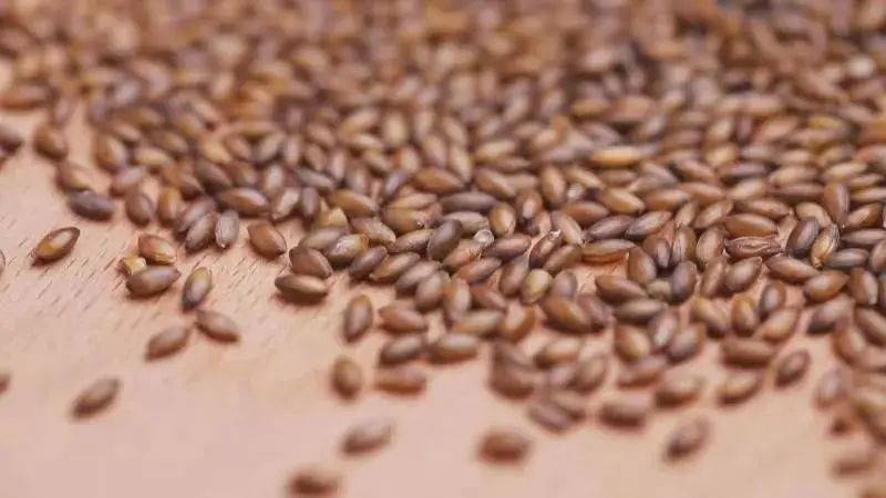 “谷中黄金”通血管、护心脑、抗氧化,每天吃一把,提高免疫力!