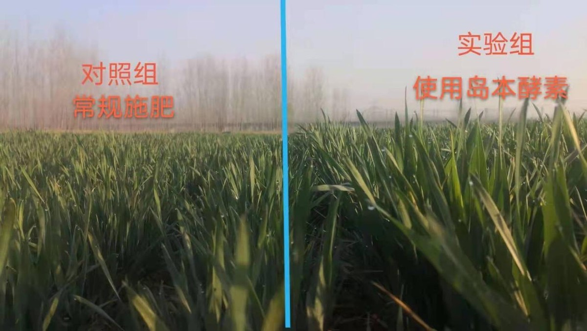水稻育秧机械化节本增效助春耕,岛本酵素生物菌肥