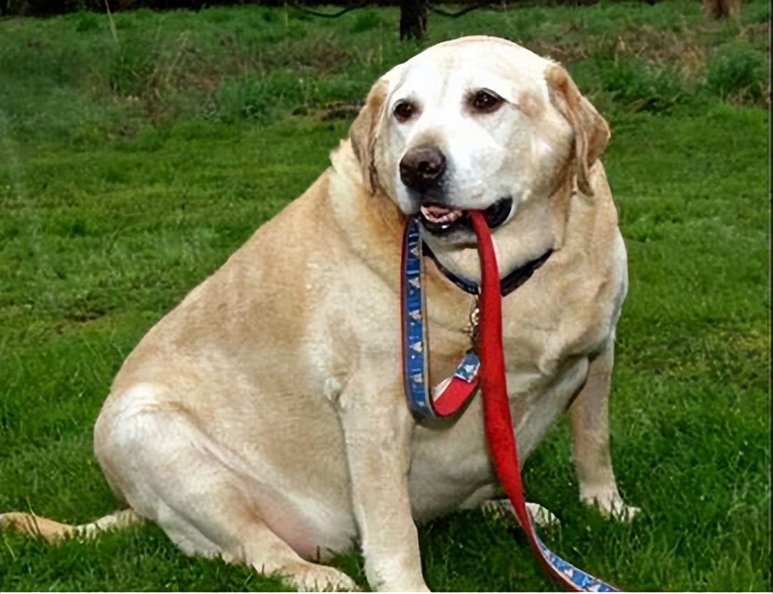 怎么判断拉布拉多能长多大,拉布拉多和金毛哪个活得久