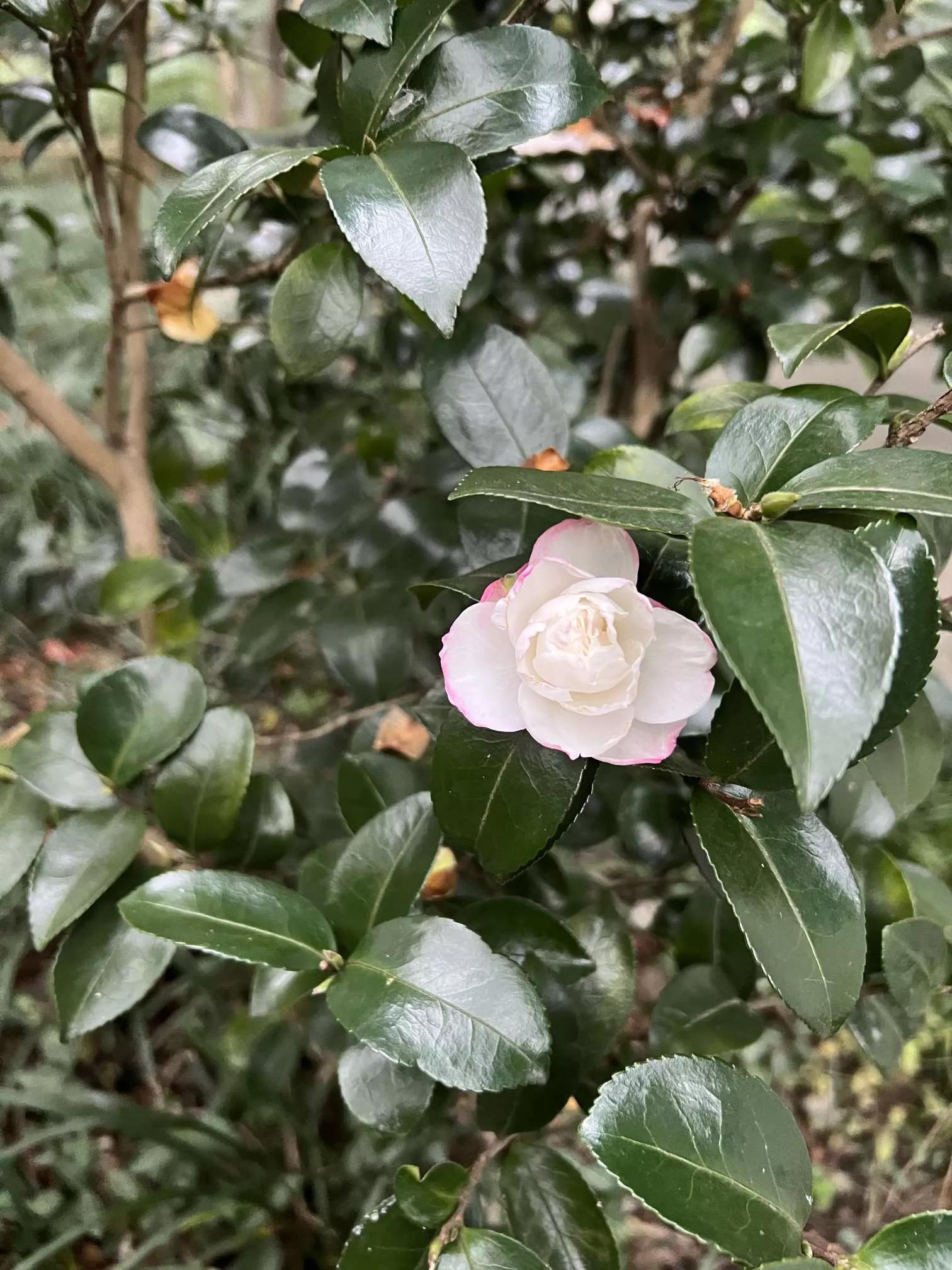 认识各种花卉名称,认识各种花的名字