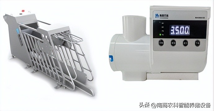 养猪人的真实感悟,养猪人的感悟和图片高清