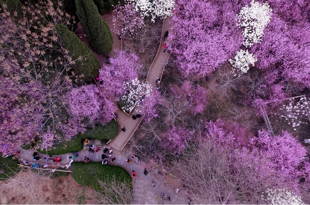 济南这个周末适合哪里赏花,济南春天赏花好去处