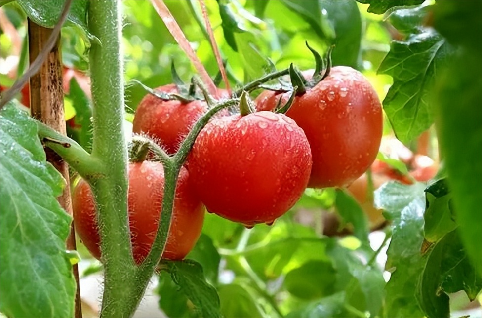 以农业科技创新助力乡村振兴,以农业科技创新引领乡村振兴