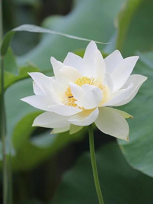 莲出淤泥而不染濯清涟而不妖,荷花出泥而不染芙蓉出水更娇艳