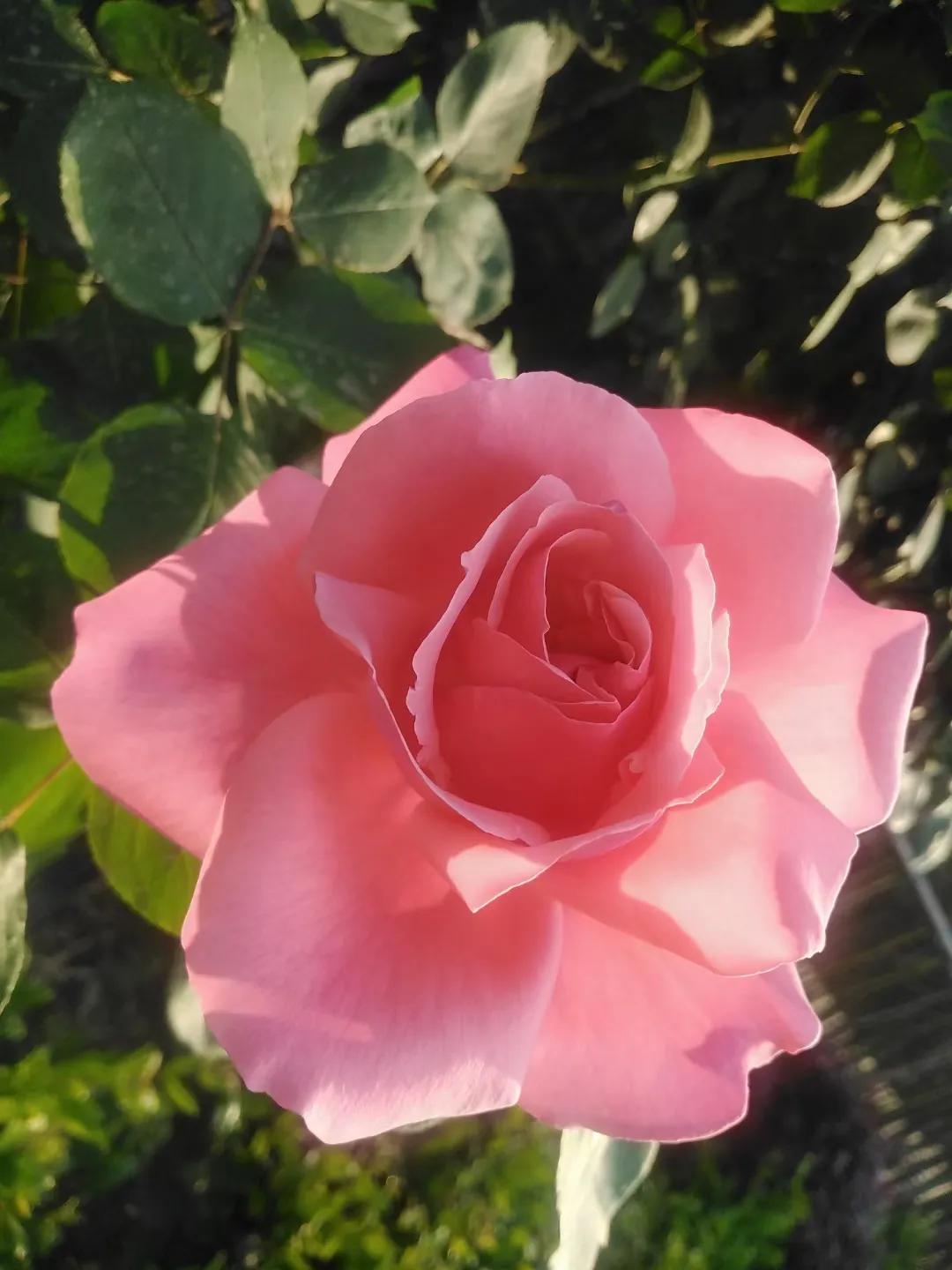 有形动产租赁税收优惠政策最新,郑州租赁住房补贴最新政策