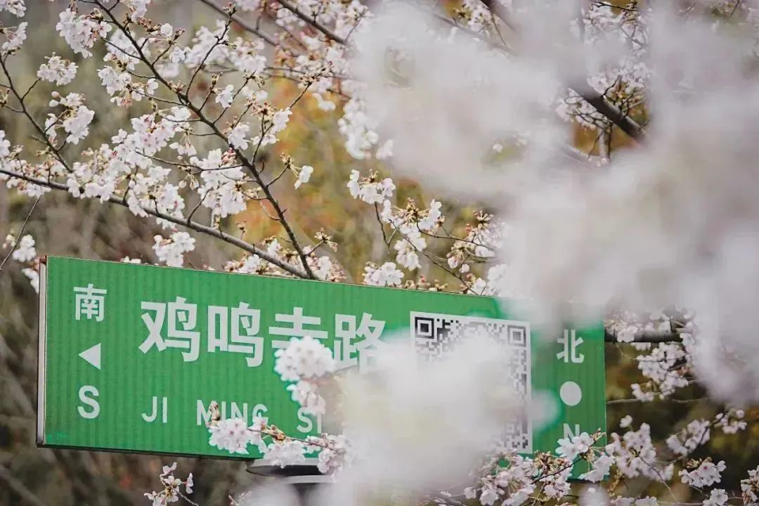 日本100个最佳樱花景点,日本十大樱花景点