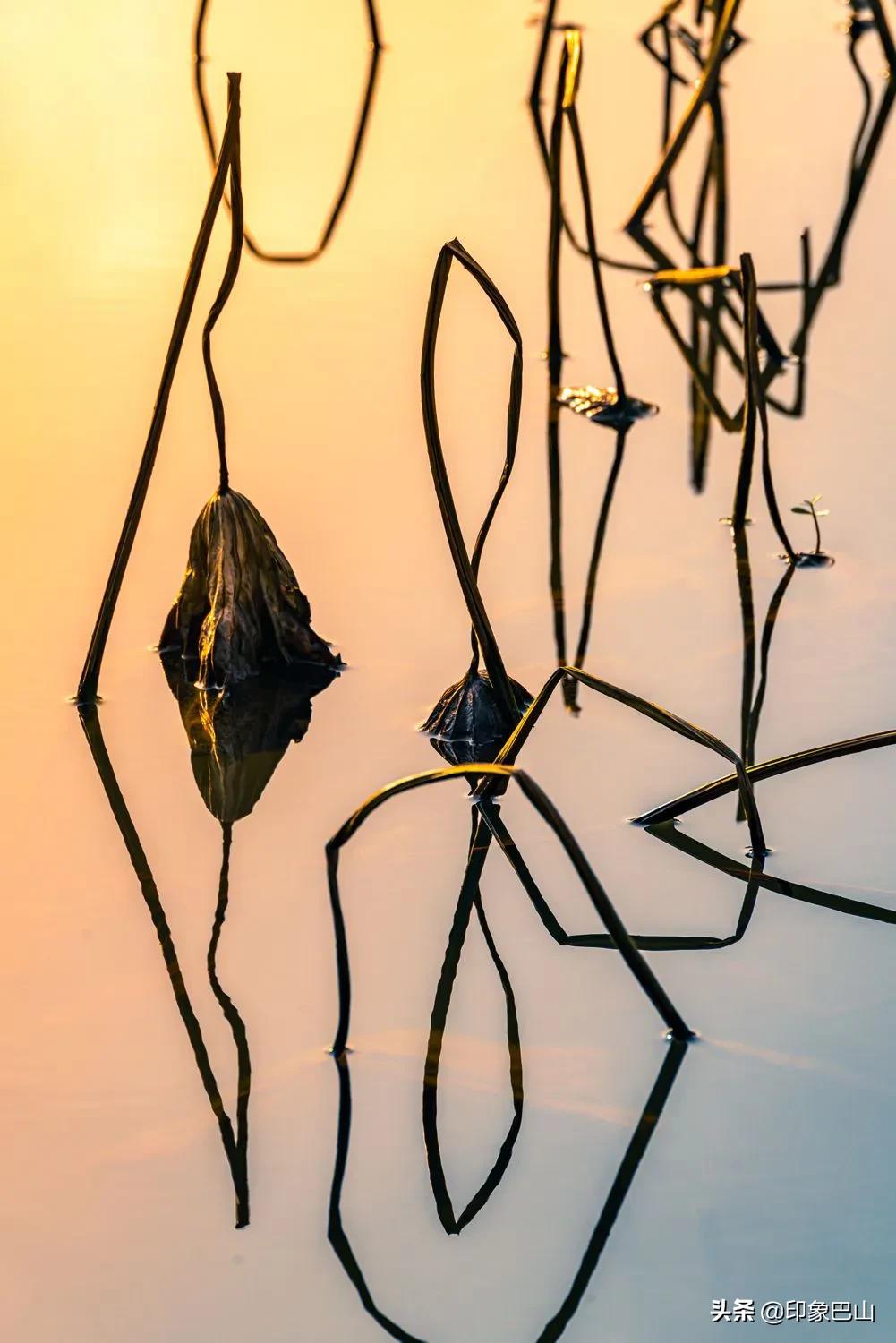 再发禅荷一组：岁月轮回一叶一菩提