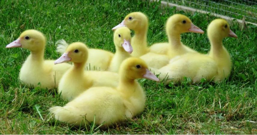 小鸭脚拐了咋回事,小鸭子脚瘸了怎么治