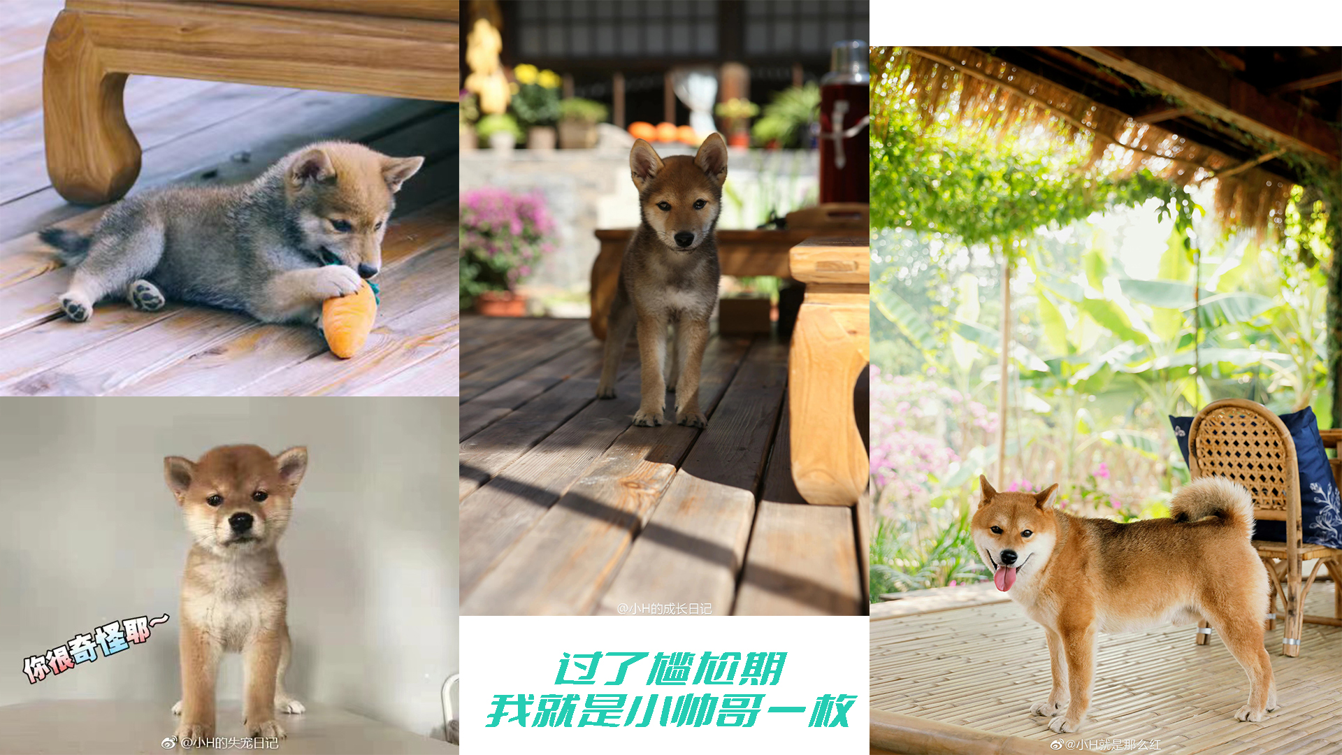 柴犬狗狗的优点和缺点,柴犬尴尬期变猴子脸