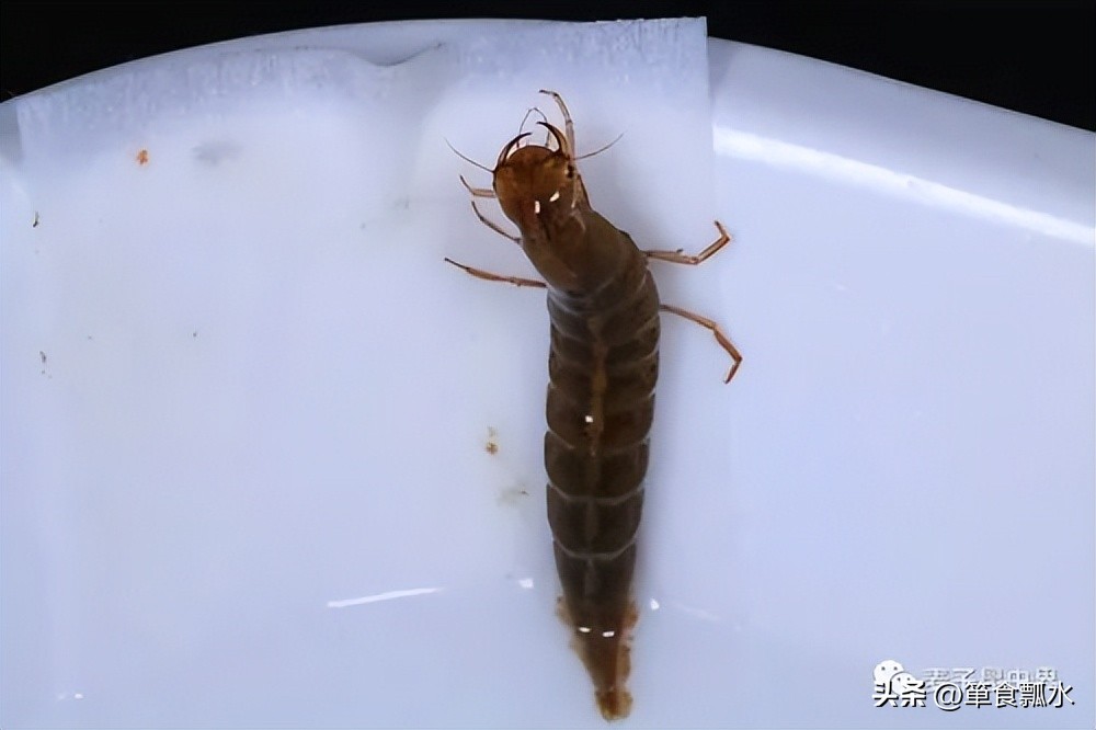 龙虱和水龟虫图片,龙虱幼虫水蜈蚣药用价值