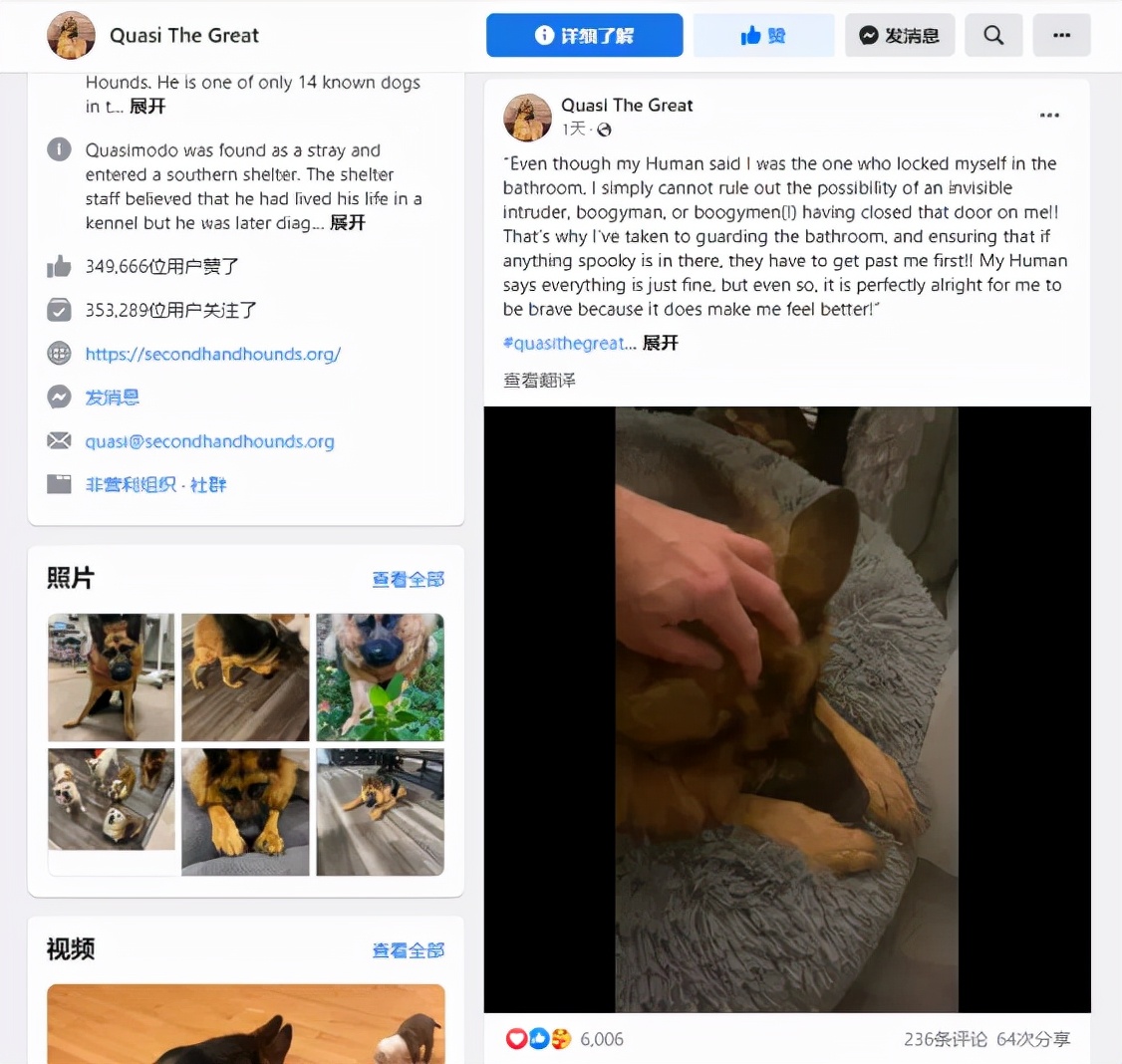 这样的阴间猫狗审美,早该翻车了