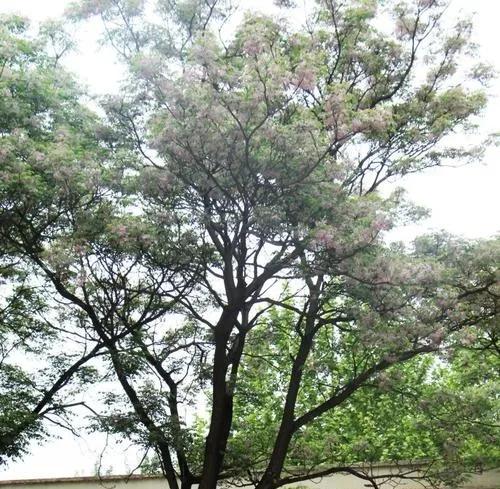 回忆我在延集村上小学之,四