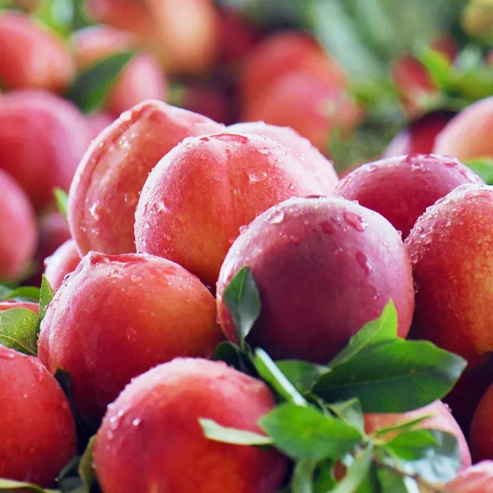 五一期间金堂附近水果采摘,欢迎光临金堂县万亩果园观光采摘