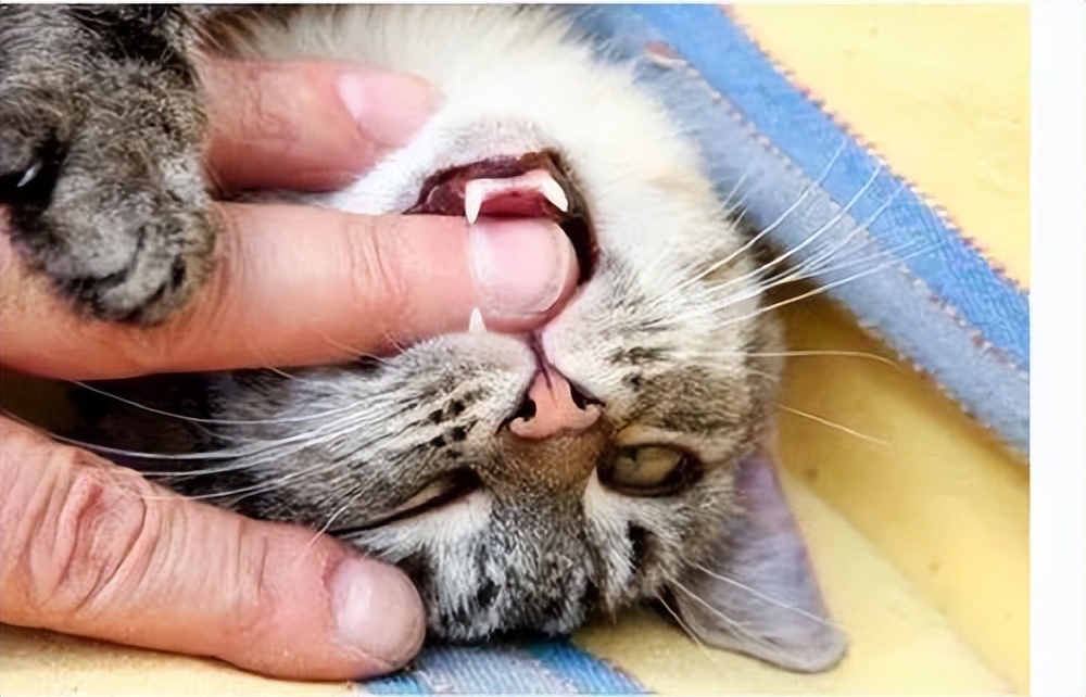 猫咪突然攻击人怎么处理,怎么训练猫咪不咬人不抓人