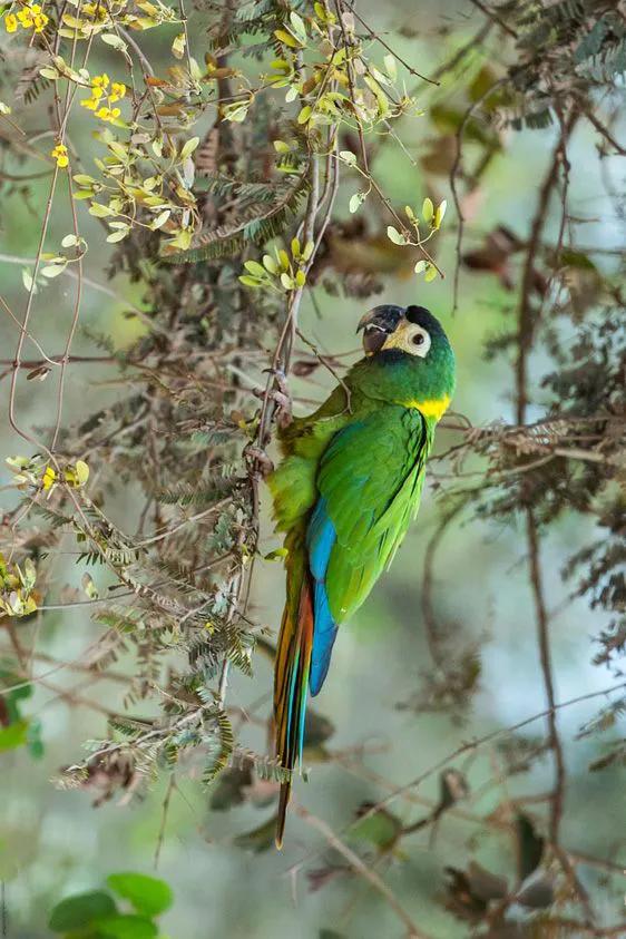 图片欣赏-金刚鹦鹉