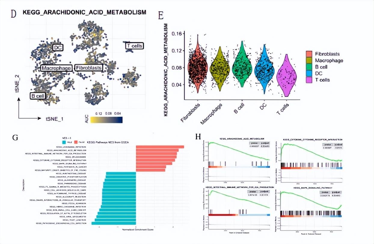 花生四烯酸代谢途径,花生四烯酸代谢途径及药物作用图