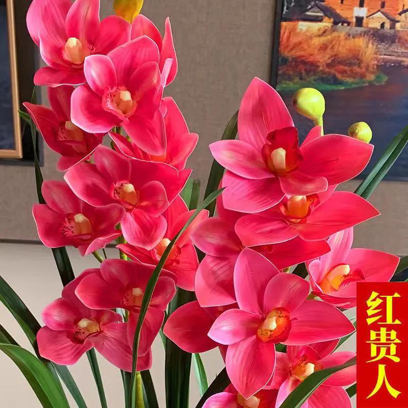 网购兰花如何防骗,如何在网上买兰花不上当